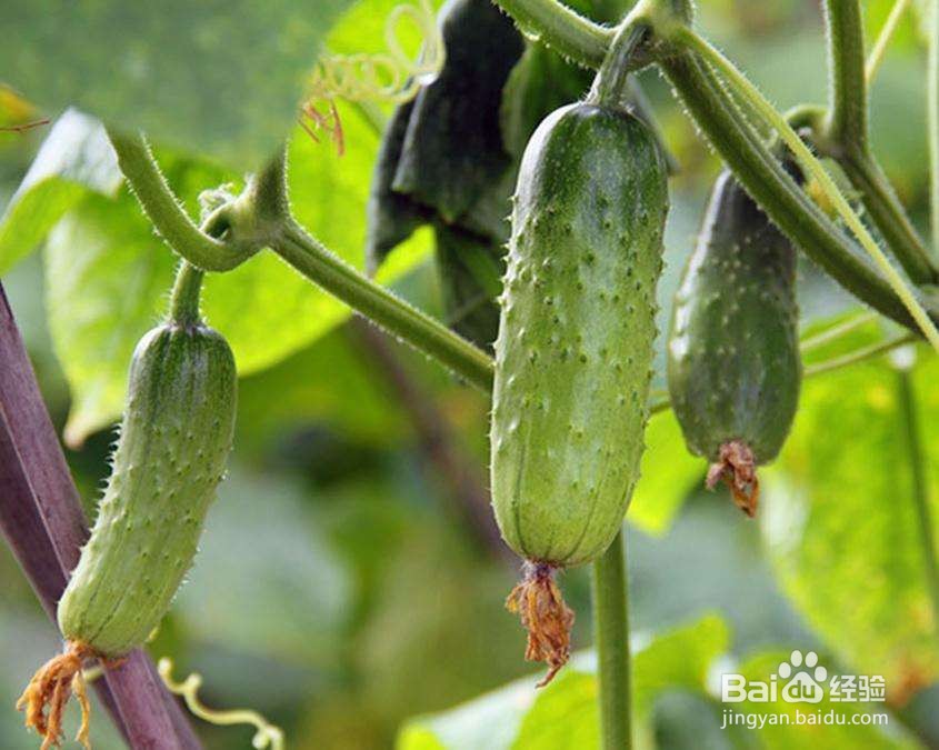 种植黄瓜的注意事项有哪些呢?