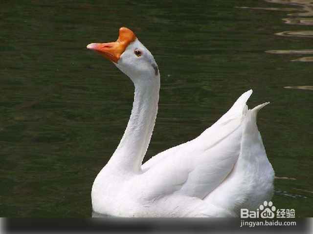 鹅的养殖方法和技术