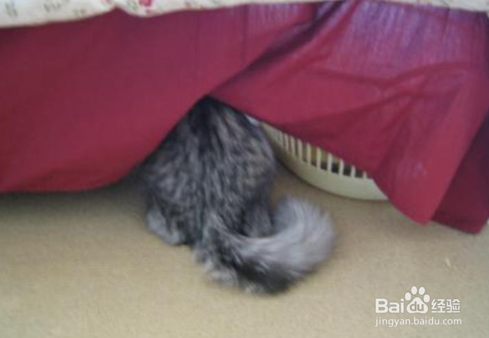 猫咪躲在床底下不出来怎么办