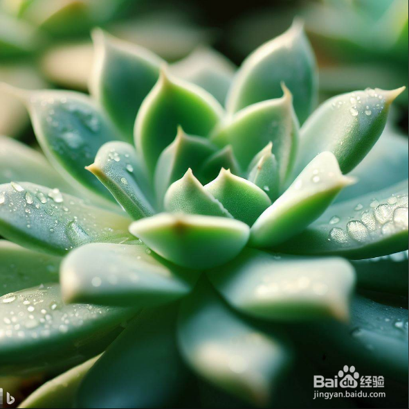 玉坠多肉怎么养爆盆