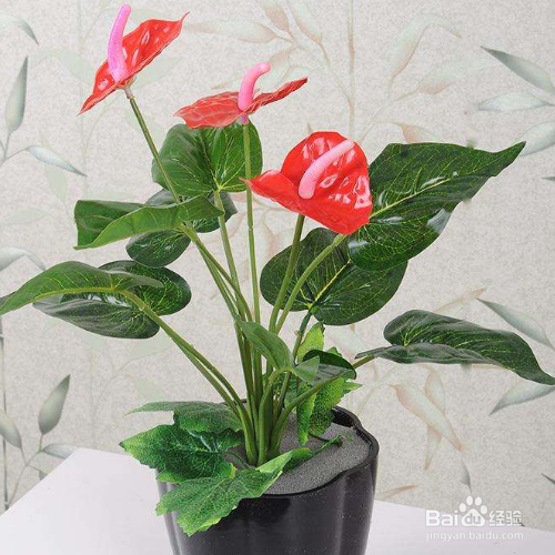 红掌叶子中间发黑又干枯是怎么回事?