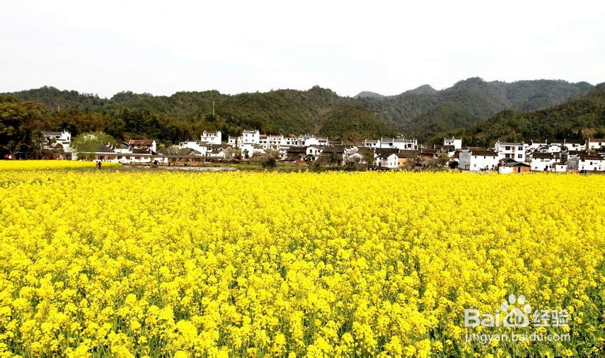 春游计划 一适宜春季出游的9大城市