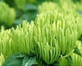 金银花加工方法