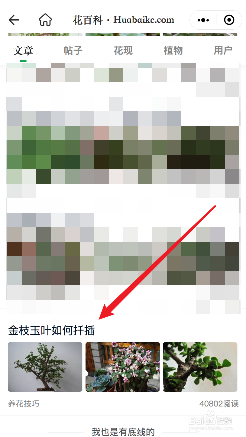 金枝玉叶扦插教程