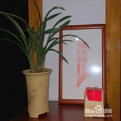 黄金彩虹怎么养