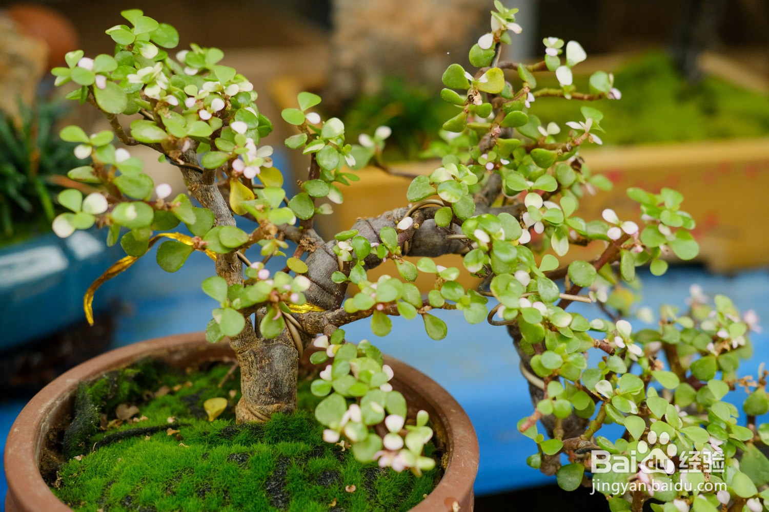 金枝玉叶的养殖方法和注意事项有哪些呢？