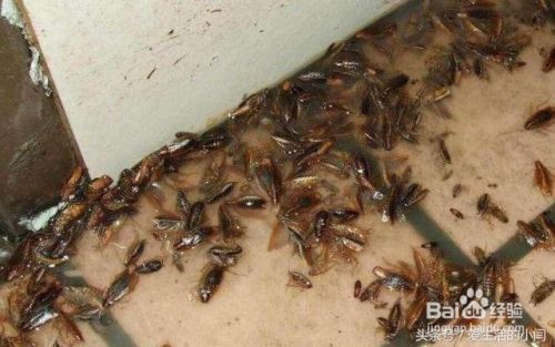 家中看见蟑螂千万不要踩！教你彻底消灭蟑螂！