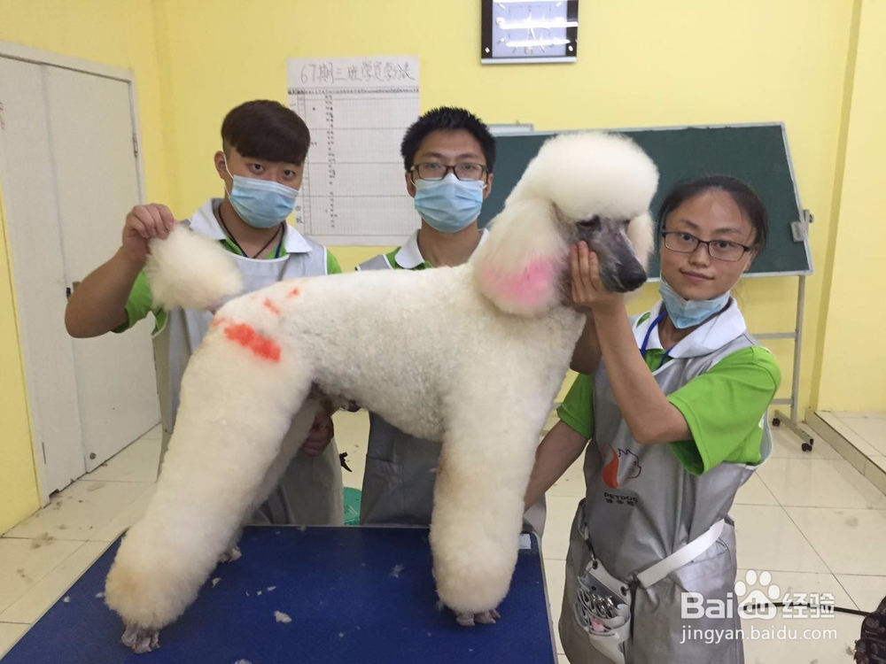 学宠物美容好不好