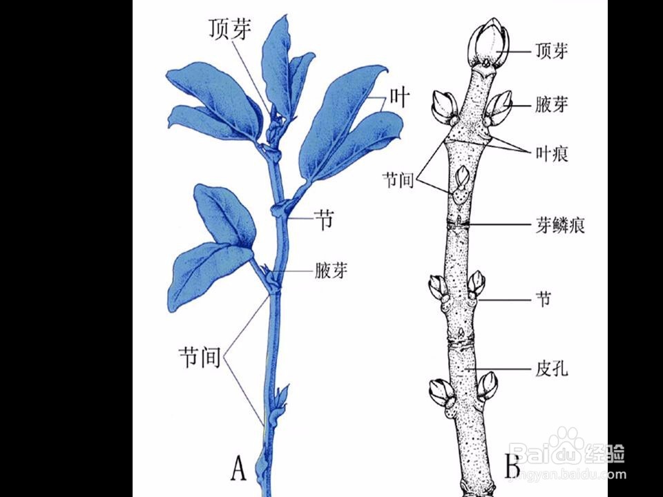 如何学好高中生物呢?