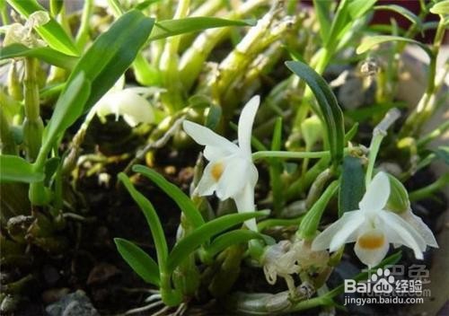 霍山石斛的养殖方法和注意事项