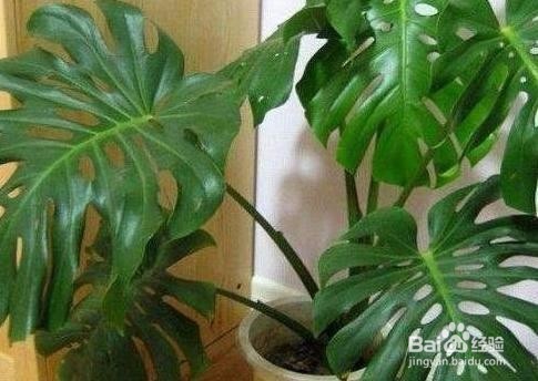 家里养这五种植物提神还能旺财!