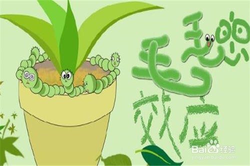 毛毛虫效应是什么