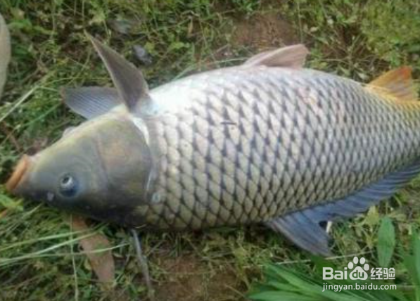 春天怎样钓鲤鱼？春天鲤鱼不吃钩怎么办？