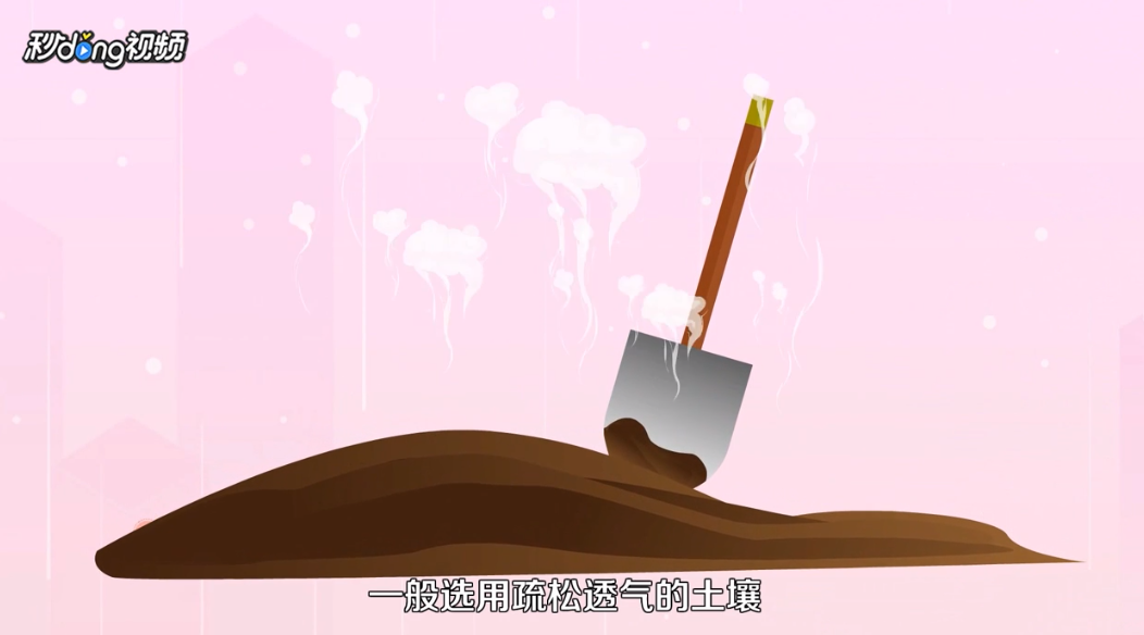 乒乓菊如何养殖