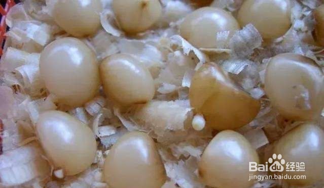 年后君子兰结果子,1个小技巧变成君子兰大户!