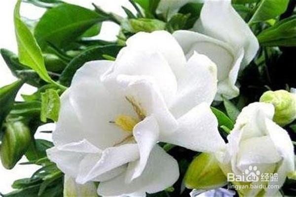 栀子花的养殖方法和注意事项？
