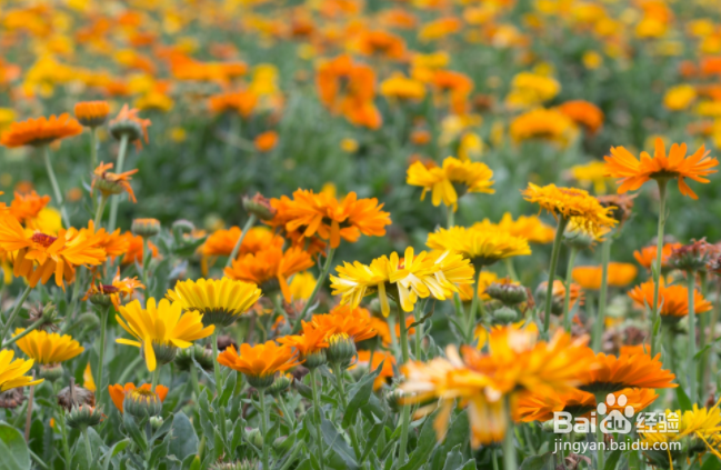 如何栽培和养护金盏菊