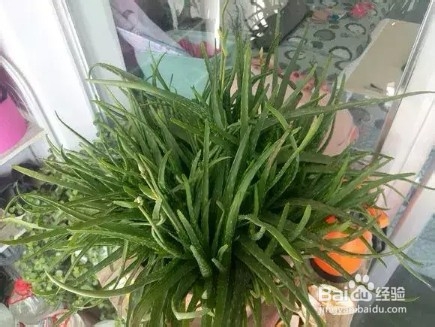 做好6件事,绿萝不死不伤,月季长寿花开满盆