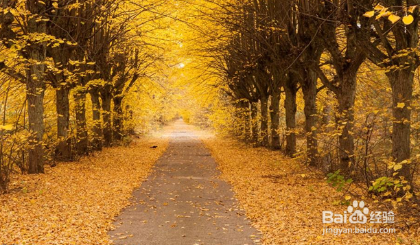 声乐作品的体裁差异