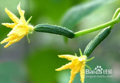 消除黑眼圈的几种面膜