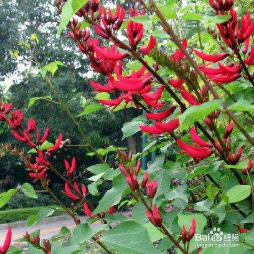 龙牙花的价值有哪些?