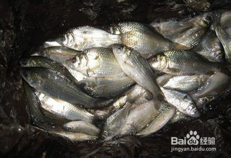 春天钓鲫鱼技巧
