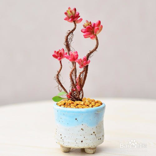 适合新手养的是多肉植物有哪些