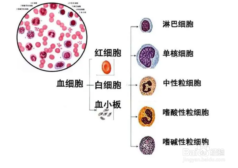 什么是中性粒细胞