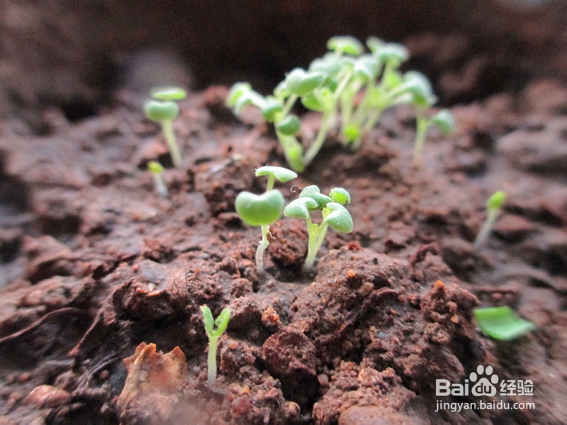 冬日窗台小菜园——柠檬香薄荷