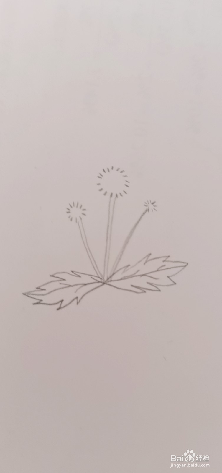 简笔画蒲公英怎么画