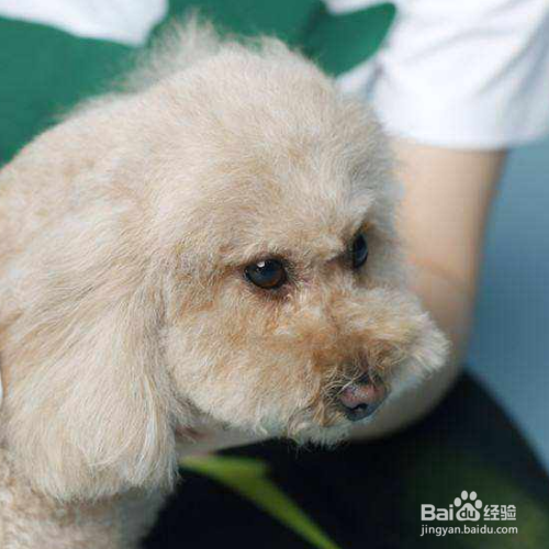 怎么看狗狗有没有营养不良？