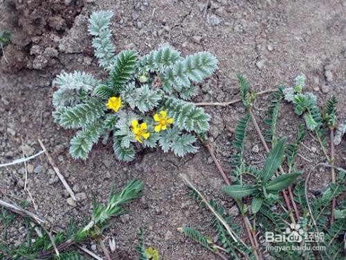 蕨麻的保存和作用