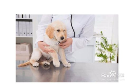 狗狗骨折如何处理 百度经验 狗狗骨折如何处理 百度经验