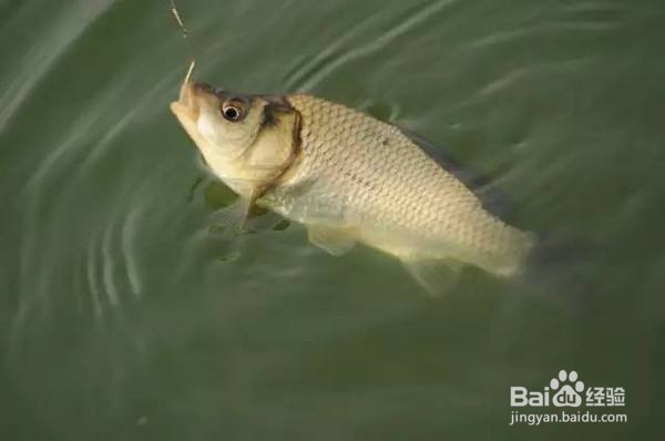 钓鱼如何溜鱼
