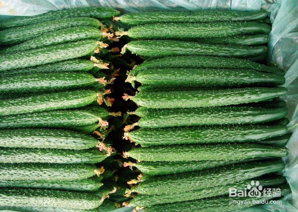 黄瓜栽培技术:黄瓜种植有哪些方法能增产?