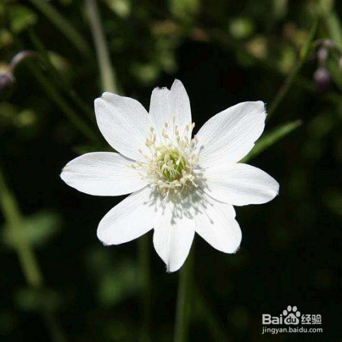 养殖草玉梅要注意什么？