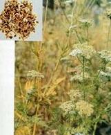 牛皮癣止痒的偏方都有哪些