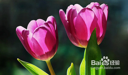 国内最美赏花地