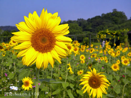 花季物语！小DC照样拍出好照片之实战篇