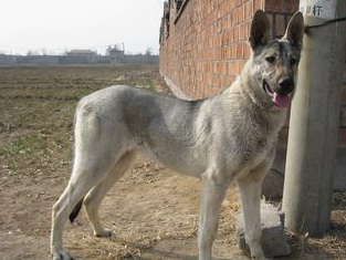 生活/家居 > 寵物 7 毛髮:狼青犬的被毛稠密美觀,每天或隔天要為它