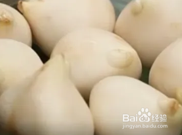 郁金香种植方法图解