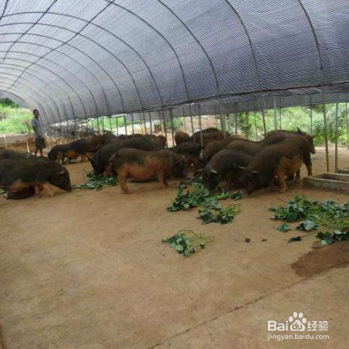 简易猪舍怎么建造