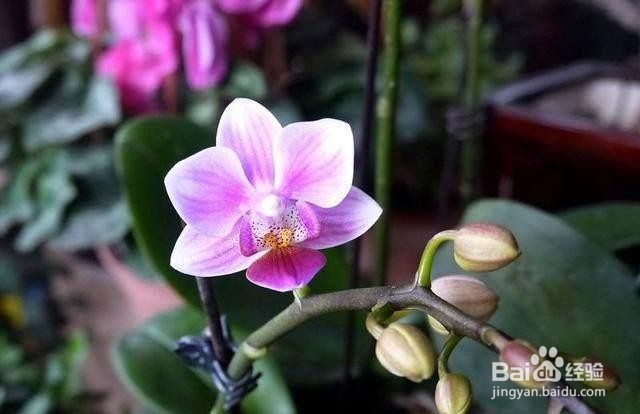 蝴蝶兰夏季怎么管理