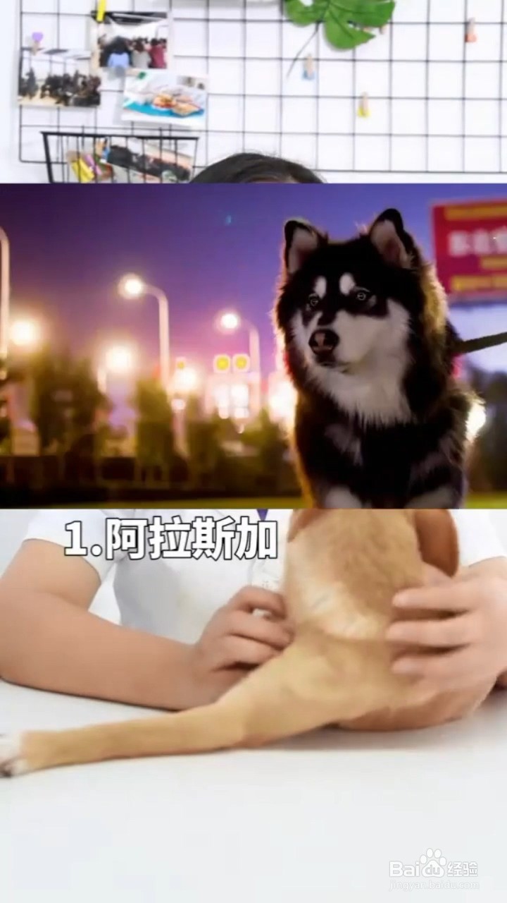 哪些狗是月薪过万都不敢养的狗