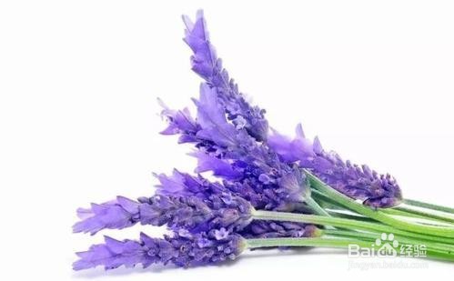 如何养薰衣草