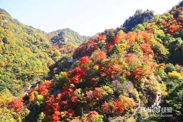 赏枫叶好去处——河南家门口赏枫叶攻略