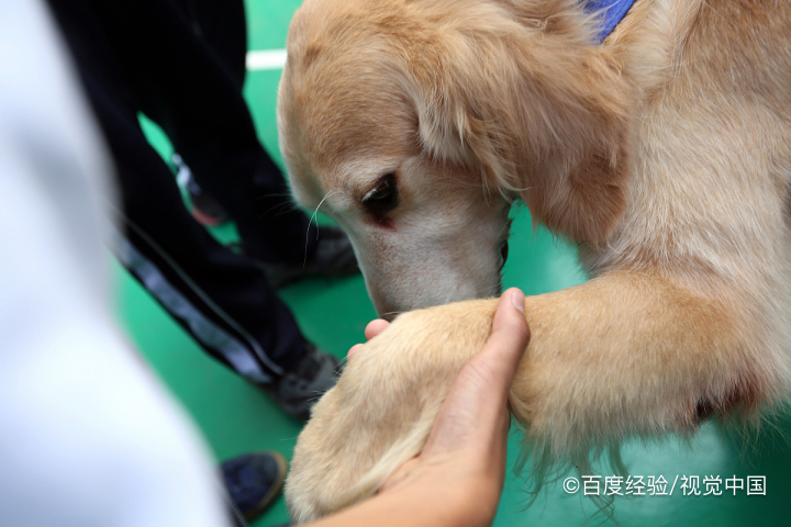 金毛如何训练上厕所