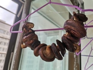 健康养生佳品自制香菇粉的做法