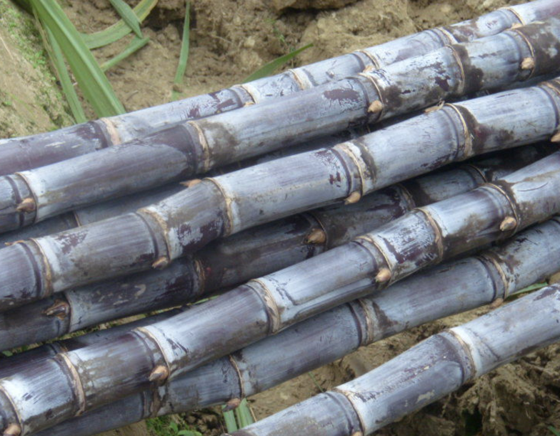 甘蔗有什么营养