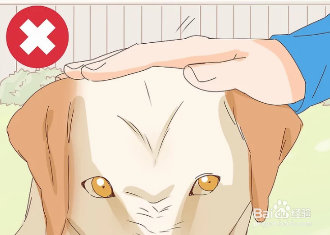 如何抚摸陌生的狗狗和熟悉的狗狗